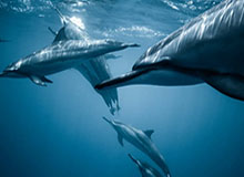 【德甲】下半场连丢4球！多特主场1比5惨败斯图加特